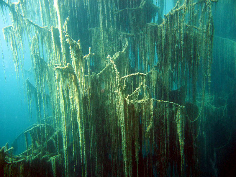 生物膜法与活性污泥法的主要区别在哪里？